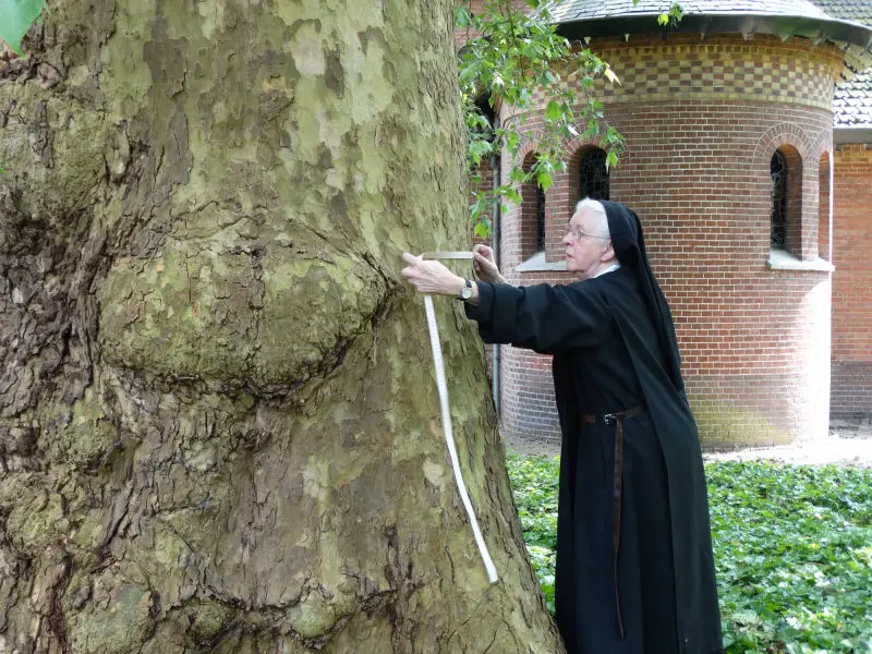 Kloosterzuster meet de omvang van de plataan in de Plataanhof van de Onze Lieve Vrouwe Abdij Oosterhout
