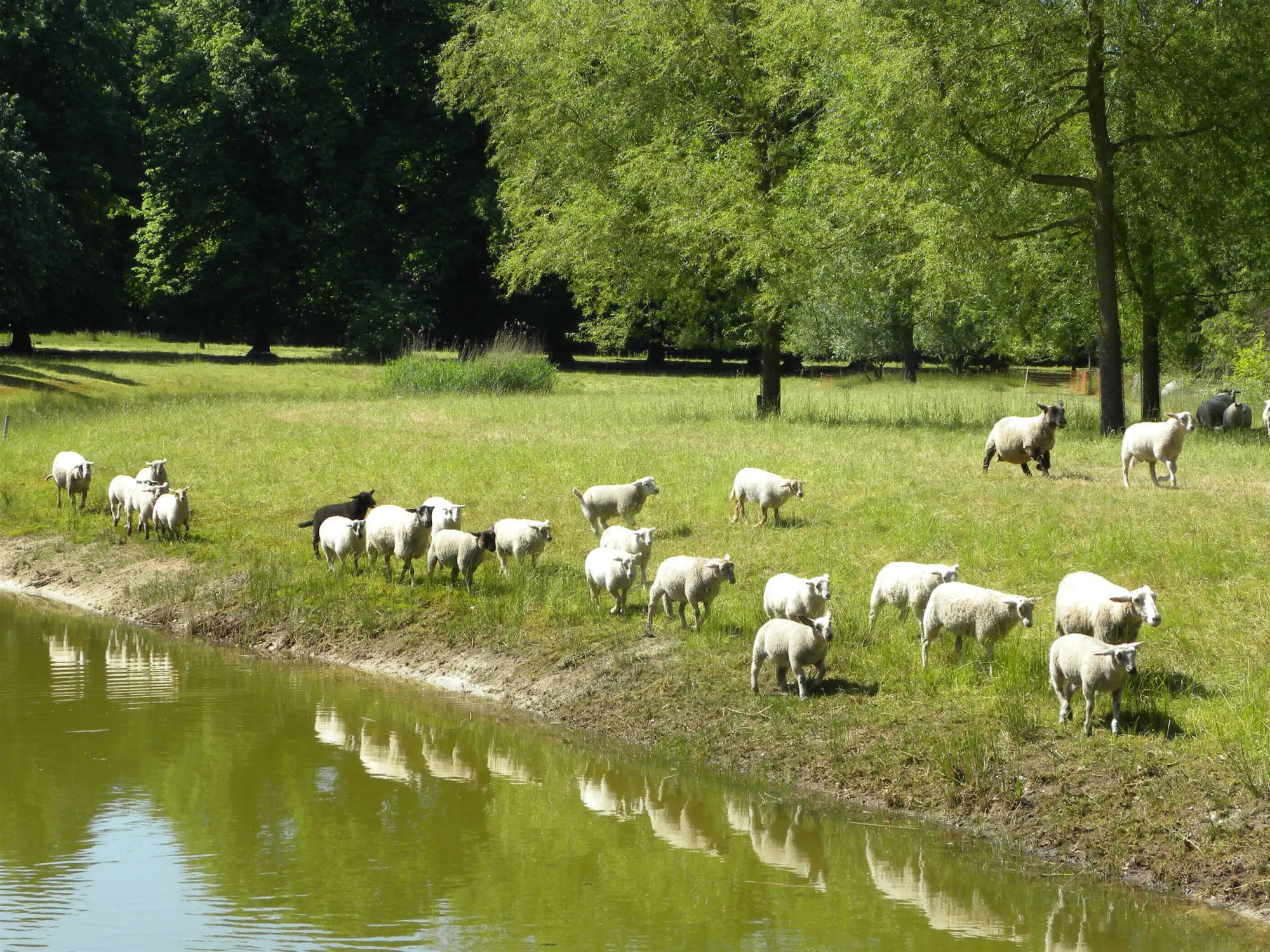 Grazende schapen bijde vijver van de Onze Lieve Vrouwe Abdij Oosterhout