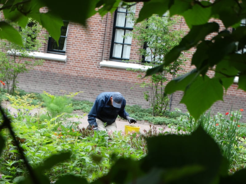 Beukenlaan in de Ganzenvoet van de Onze Lieve Vrouwe Abdij Oosterhout