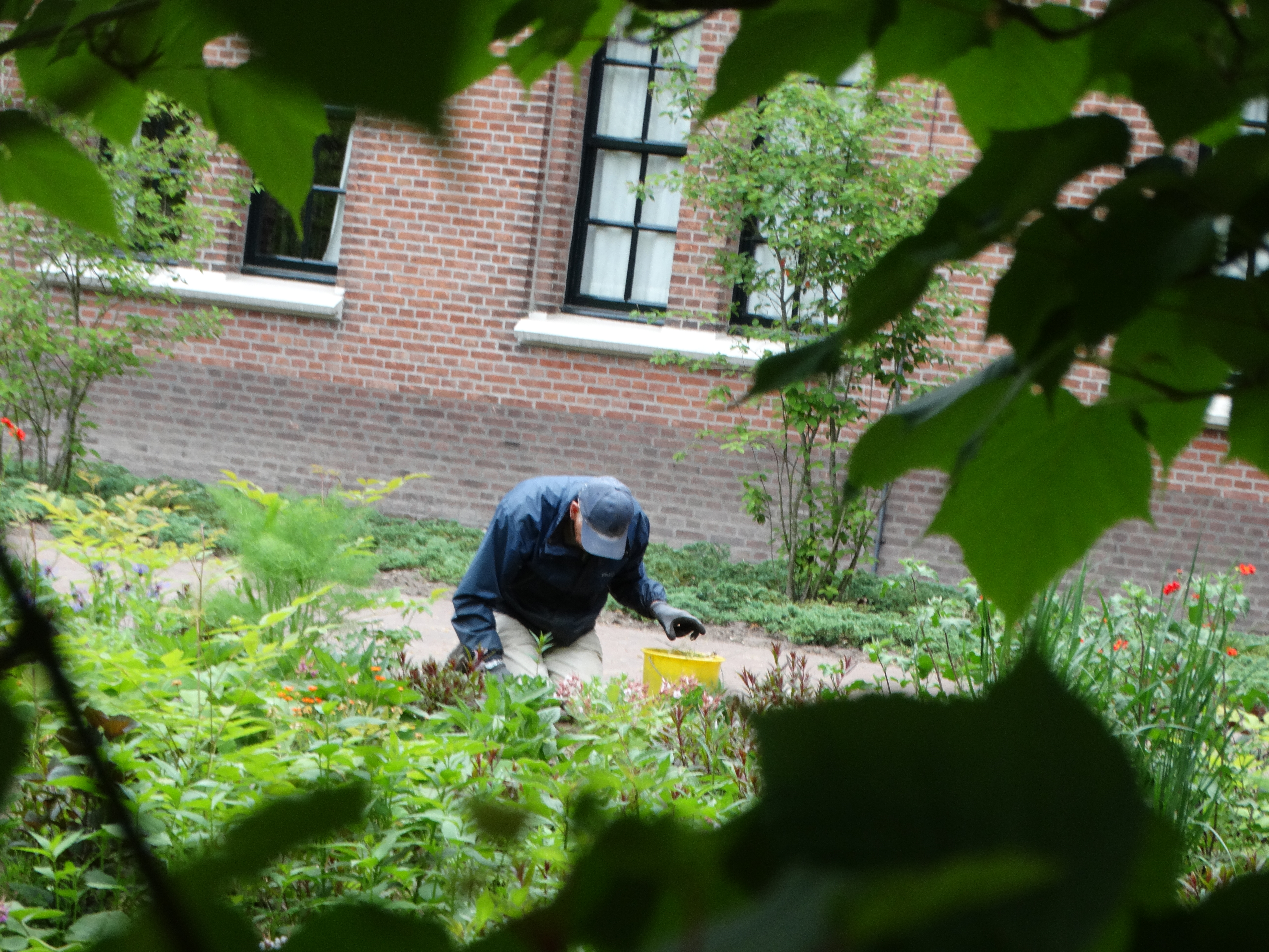 Beukenlaan in de Ganzenvoet van de Onze Lieve Vrouwe Abdij Oosterhout